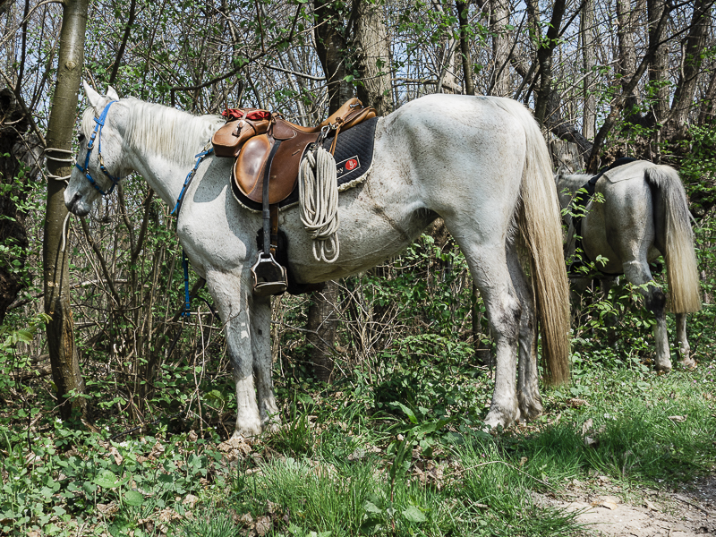 Tourisme équestre école d'endurance : photo d'une ballade en forêt