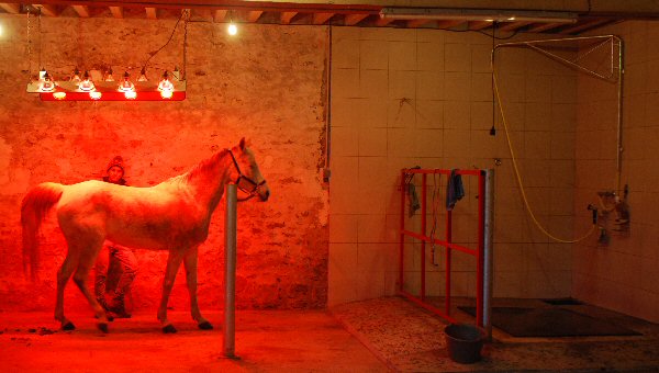 pension box paddock : photo installation cheval salle de soin