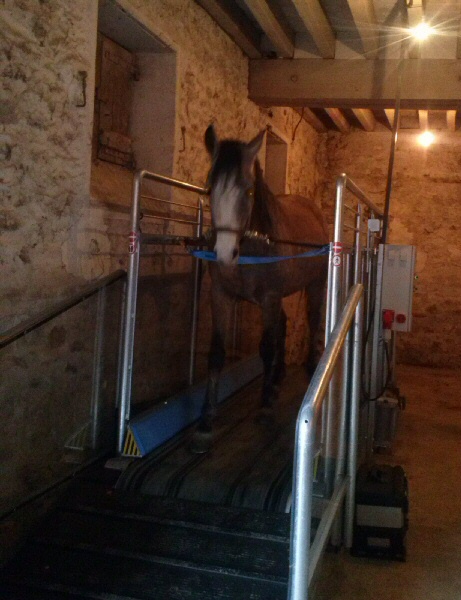 pension box paddock : photo installation cheval sur tapis 2